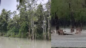 জলোচ্ছ্বাসে প্লাবিত সুন্দরবন, ভেসে গেছে হরিণ