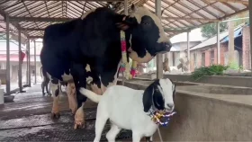 ১৫ লাখ টাকার &lsquo;সান্ডা&rsquo; কিনলে &lsquo;পান্ডা&rsquo; ফ্রি!