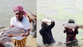 দেশের গণ্ডি পেরিয়ে নাটোরের মাছ যাচ্ছে সৌদি-দুবাই, ভারতেও চাহিদা তুঙ্গে