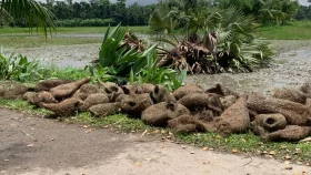 তালগাছ কেটে বাবুই পাখির বাসা ধ্বংস, মারা গেছে শতাধিক পাখি