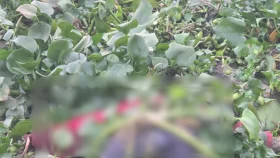 মেঘনা নদীতে মিললো নারীর মরদেহ