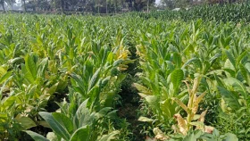 সিরাজগঞ্জে বাণিজ্যিকভাবে হচ্ছে তামাক চাষ, জানেন না কৃষি কর্মকর্তা