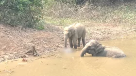 মানুষের তাড়া খেয়ে গর্তে পড়ে মরলো শাবক, পাশেই কাঁদছে মা হাতি