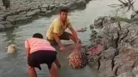 মিরসরাইয়ে চিত্রা হরিণ জবাইয়ের ঘটনায় তিনজন শনাক্ত