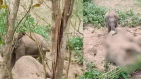 রাঙ্গামা&zwnj;টি&zwnj;তে বন্য হাতির মৃত্যু: সঙ্গীর পাহারায় কাছে ভিড়তে পারছে না বন বিভাগ