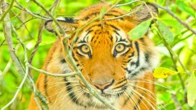 &lsquo;পেছন ফিরে দেখি বাঘ আমার ছেলের ওপর ঝাঁপিয়ে পড়েছে&rsquo;