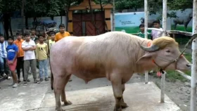 ঢাকায় আসছে ৭০০ কেজির &lsquo;ডোনাল্ড ট্রাম্প&rsquo;