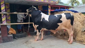 দড়ি খুললেই ঝড় তোলে ১৪ ফুটের &lsquo;বাহুবলী&rsquo;, টেনে রাখে কয়েকজন