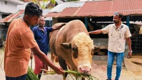 ভঙ্গিতে পারদর্শী &lsquo;নেইমার&rsquo;, হেলেদুলে থালা-বাটিতে দেয় লাথি