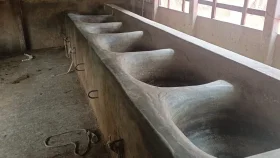 &lsquo;গরুগুলা বিক্রি কইরা ঋণ শোধের কথা আছিল&rsquo;