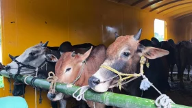 ট্রেনে চড়ে ঢাকার পথে কোরবানির গরু