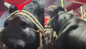 খায় আর বেশি চিল্লায়, নাম তার &lsquo;নাসীরুদ্দীন পাটওয়ারী&rsquo;