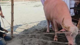 কোরবানি পশুর হাটে মহিষের তাণ্ডব, নিহত ২