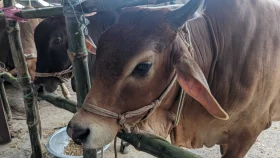 কোরবানি পশুর হাটে গরুর গুঁতোয় নারীর মৃত্যু