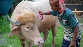স্বরাষ্ট্রমন্ত্রীর হস্তক্ষেপে কোরবানি হচ্ছে না &lsquo;ডোনাল্ড ট্রাম্প&rsquo;