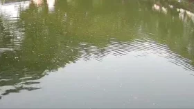 শরীয়তপুরে পুকুরে ডুবে দুই ভাইয়ের মৃত্যু