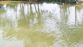 ভাইকে ডুবতে দেখে পুকুরে ঝাঁপ, একসঙ্গে দুজনের মৃত্যু