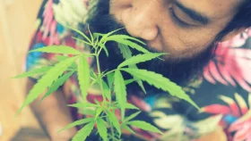 দেশে মোট গাঁজাখোর ৬১ লাখ