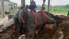 গাজীপুর সাফারি পার্কে এক দিনের ব্যবধানে ২ হাতির মৃত্যু