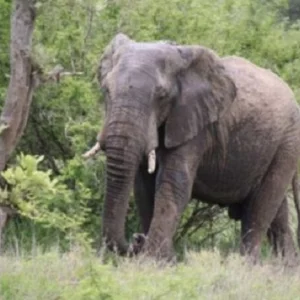 কাপ্তাইয়ে বন্যহাতির আক্রমণে একজন নিহত