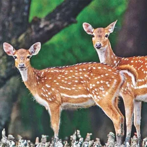 সুন্দরবনে আরও মিলল ৩১ মৃত হরিণ  