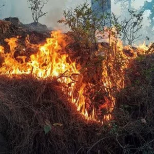 কাশ্মীরের রাজৌরি বনাঞ্চলে দাবানল, বিস্ফোরিত হচ্ছে ল্যান্ডমাইন