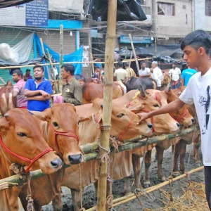 ঈদে অবিক্রীত রয়ে গেলো সাড়ে ২৩ লাখ পশু