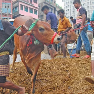 কোরবানিতে ১ কোটি ৬ লাখ ২১ হাজার পশু বিক্রি