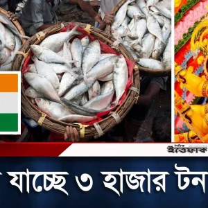 ভারতে ৩ হাজার টন ইলিশ রপ্তানির অনুমতি দিলো সরকার