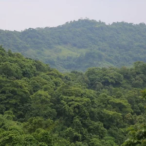 চট্টগ্রামে ২০ হাজার একর বনভূমি প্রভাবশালীদের দখলে