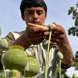 আফগানিস্তানে বাড়ছে আফিম উৎপাদন 