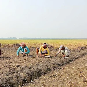 চলনবিলে শুরু হয়েছে বিনাহালে রসুন আবাদ