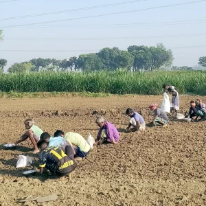 পেঁয়াজ-রসুন ও আলু বীজের দাম আকাশছোঁয়া, দিশেহারা কৃষক