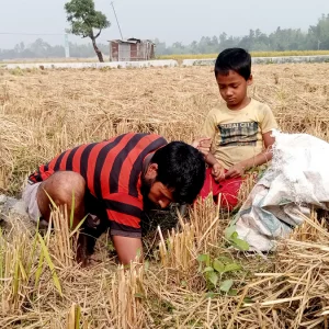 ইঁদুরের জমানো ধানেই তাদের নবান্ন!