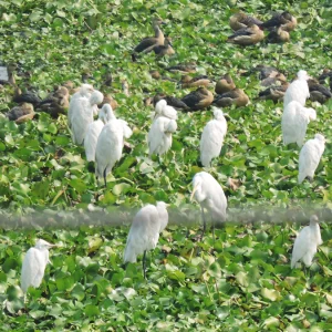 সব পাখির নীড়ে ফেরা হয়না 