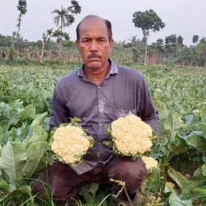 দুই-চার টাকার ফুলকপি রাজধানীতে ২০-২৫ টাকা