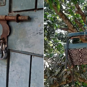 বিএনপির দুই পক্ষের দ্বন্দ্বে প্রধান শিক্ষকের কক্ষে তালা, গাছে ঝুলছে চেয়ার
