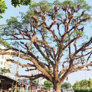 ফেনীতে বিরল প্রজাতির প্রাচীন বৃক্ষ, স্থানীয়দের দাবি ৩০০ বছরের পুরোনো