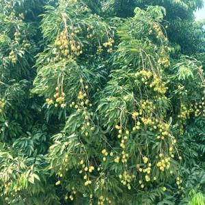 লিচুতে স্বপ্ন বুনছেন বীরগঞ্জের বাগান মালিকরা