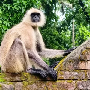 ট্রাকে চড়ে লোকালয়ে ঢুকে পড়েছে মুখপোড়া হনুমান