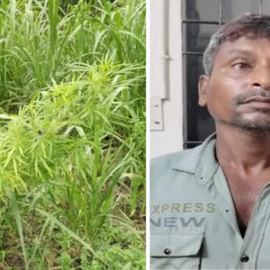 ঘাস খেতের আড়ালে গাঁজা চাষ, গ্রেপ্তার চাষি