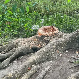 সরকারি স্কুলের গাছ কেটে বাড়ি নিলেন বিএনপির নেতা