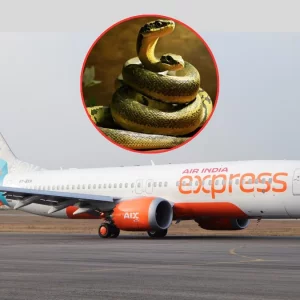 ফের ভারতগামী বিমানে সাপ