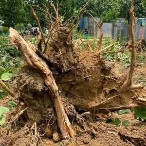 জাবিতে গাছ নিধন বন্ধে বেলার চিঠি