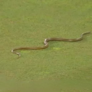 সাপটি বাংলাদেশ-গোপন লঙ্কা ম্যাচে মাঠে প্রবেশ করেছিল