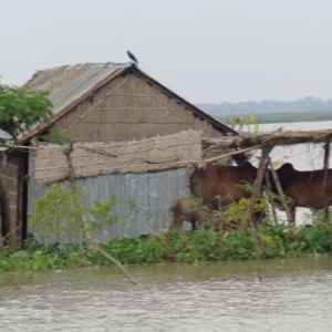 আকস্মিক বন্যায় তলিয়ে গেছে ফসলি জমি