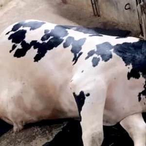 পীরগাছায় অজানা রোগে ২শতাধিক গরু ও ছাগলের মৃত্যু, দিশেহারা খামারিরা