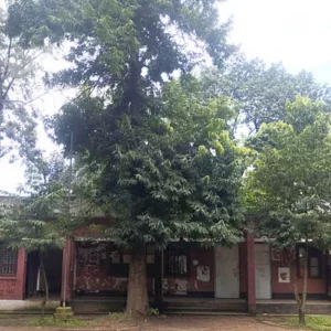 জাকসু নির্বাচন: ছাত্রদল প্যানেলে হত্যা মামলার আসামি, রয়েছেন ছাত্রলীগ কর্মীও