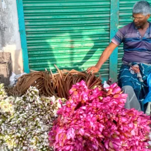 ফেনীর গ্রামগঞ্জে কালের বিবর্তনে হারিয়ে যাচ্ছে শাপলা ফুল