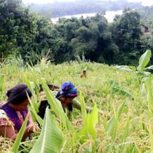 সাজেকে জুম ফসলে ইঁদুরের উপদ্রব, বিপাকে জুমিয়ারা